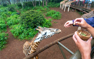 Giraffe being fed by tourists at Nairobi Giraffe Centre, Kenya.