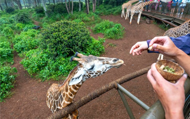 Giraffe being fed by tourists at Nairobi Giraffe Centre, Kenya.