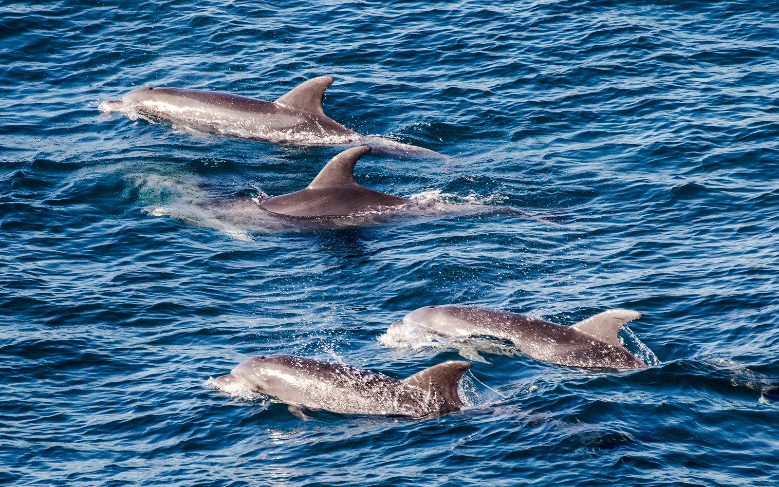 Dolphins swimming in the ocean near Australia.