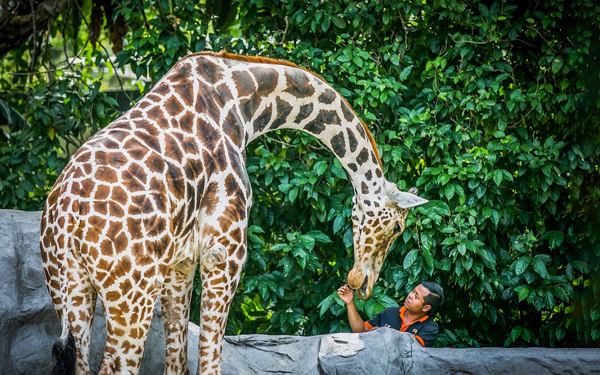 combo: kl tower mini zoo + zoo negara tickets-8 combo: kl tower mini zoo + zoo negara tickets-8