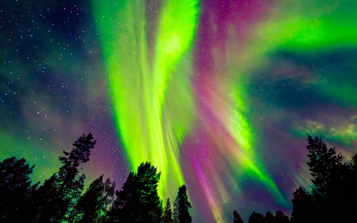 Northern lights over a forest during the AURORA PRO photography expedition.