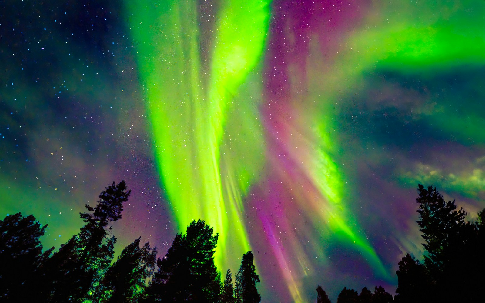 Northern lights over a forest during the AURORA PRO photography expedition.