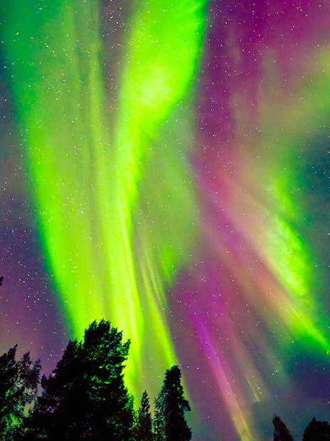 Northern lights over a forest during the AURORA PRO photography expedition.