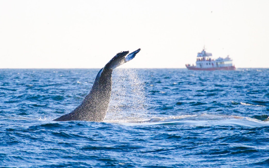 Whale tail splashing near tour boat on Reykjavik whale watching and puffin tour.
