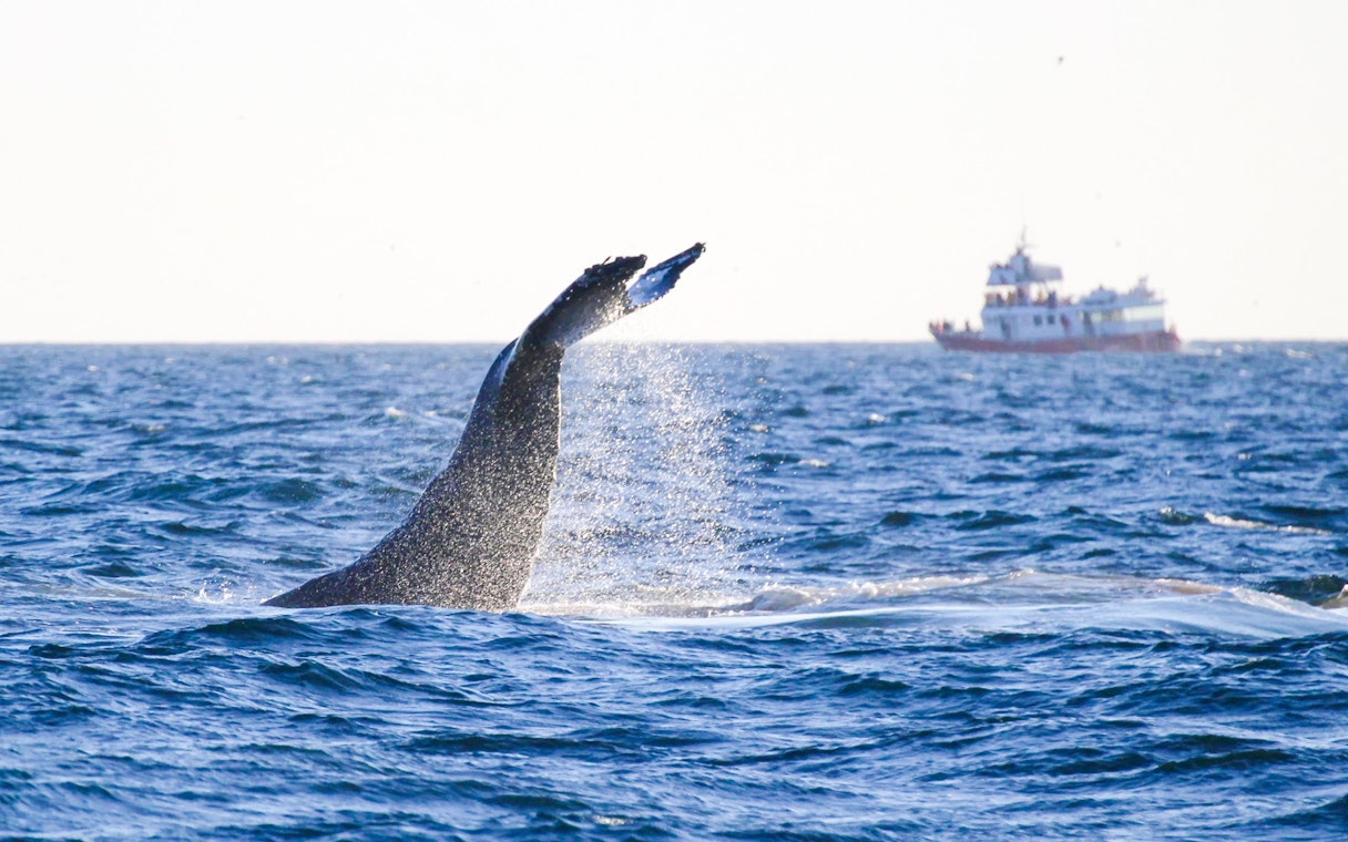 Whale tail splashing near tour boat on Reykjavik whale watching and puffin tour.