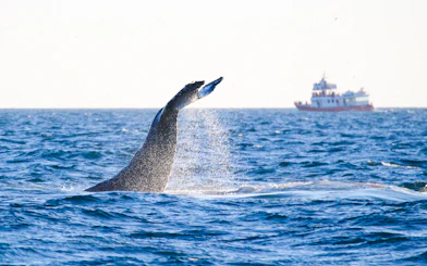 Whale tail splashing near tour boat on Reykjavik whale watching and puffin tour.