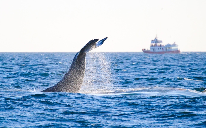 Whale tail splashing near tour boat on Reykjavik whale watching and puffin tour.