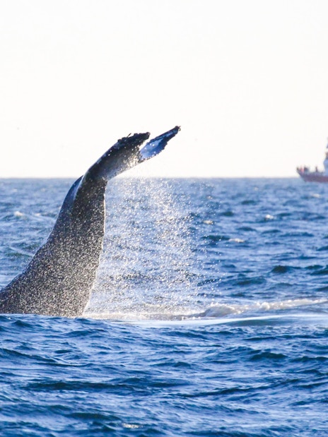 Whale tail splashing near tour boat on Reykjavik whale watching and puffin tour.
