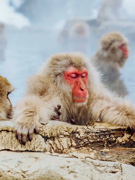 Snow monkeys relaxing in hot springs at Jigokudani Monkey Park, Nagano.