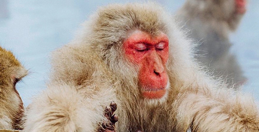 Snow Monkey Tours