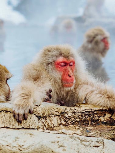 Snow Monkey Tours