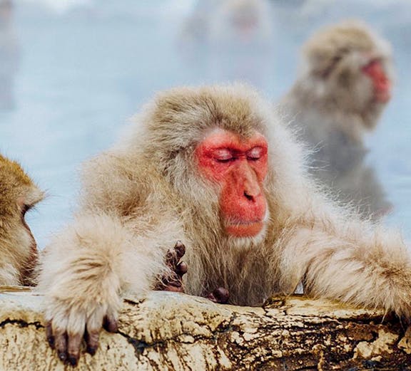 Snow monkeys relaxing in hot springs at Jigokudani Monkey Park, Nagano.