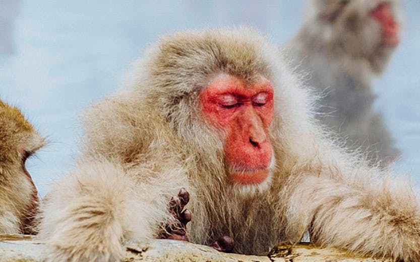 Snow monkeys relaxing in hot springs at Jigokudani Monkey Park, Nagano.