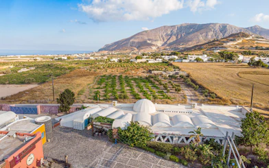 Vineyard landscape in Santorini with mountains and sea in the background.