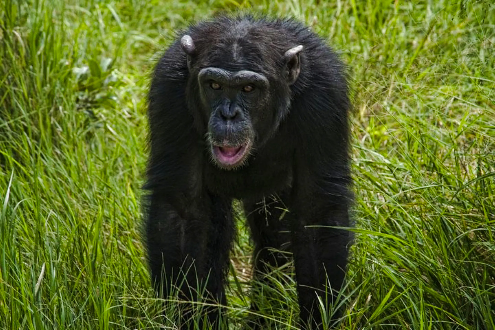 Chimpanzee walking through grass at Ol Pejeta Conservancy, Nairobi day tour.