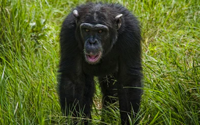 Chimpanzee walking through grass at Ol Pejeta Conservancy, Nairobi day tour.