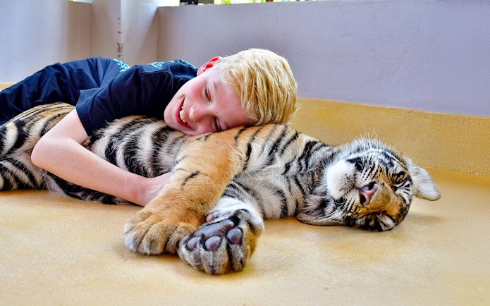 Child interacting with a resting tiger at Tiger Park, Thailand.