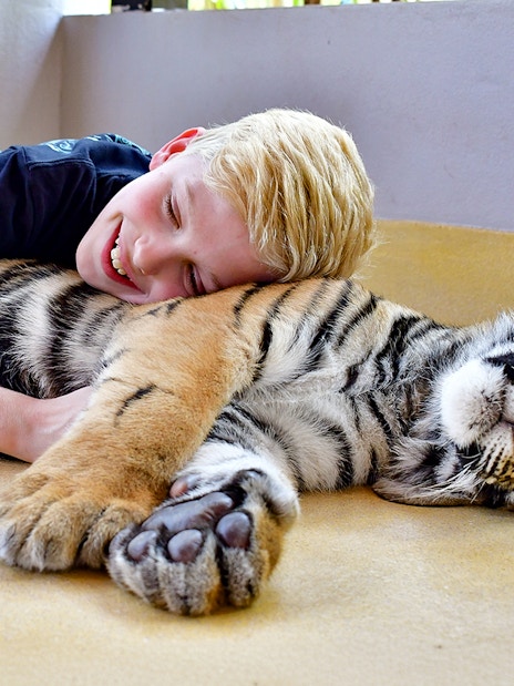Child interacting with a resting tiger at Tiger Park, Thailand.