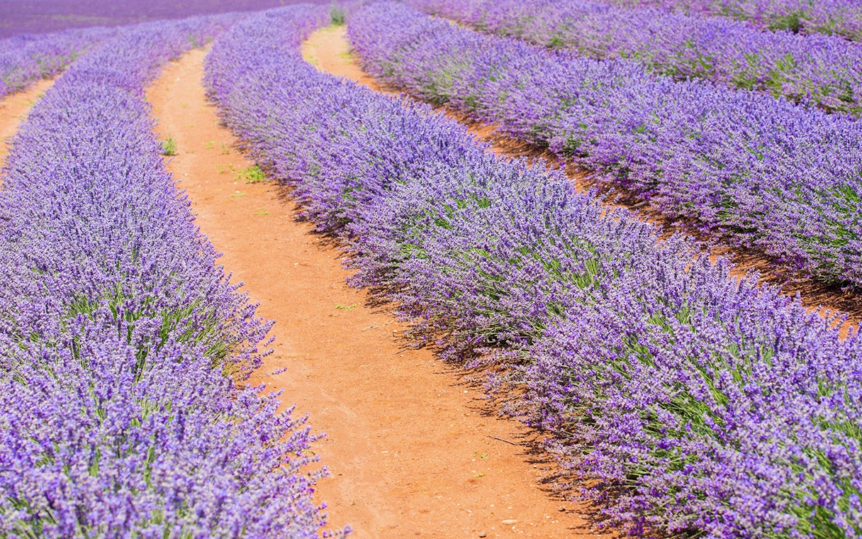 Lavender fields in full bloom on the 1-Day Guided Pinnacles Lobster Lavender Tour from Perth.