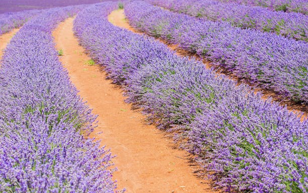 Lavender fields in full bloom on the 1-Day Guided Pinnacles Lobster Lavender Tour from Perth.
