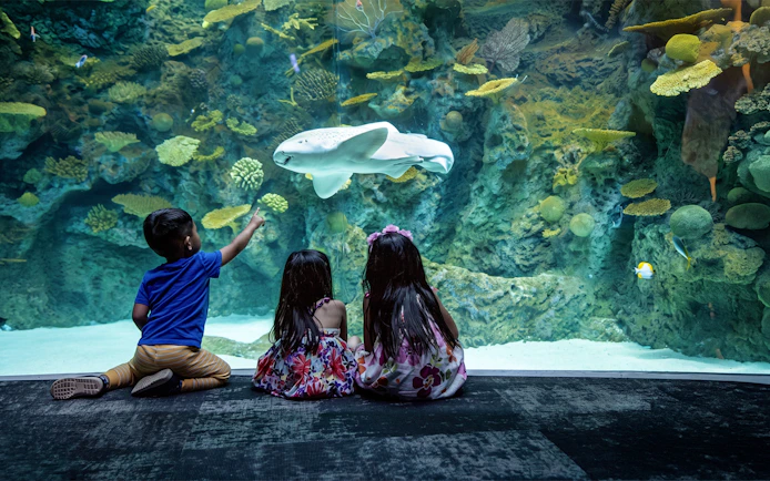 Children observing a shark in the large tank at Seattle Aquarium.