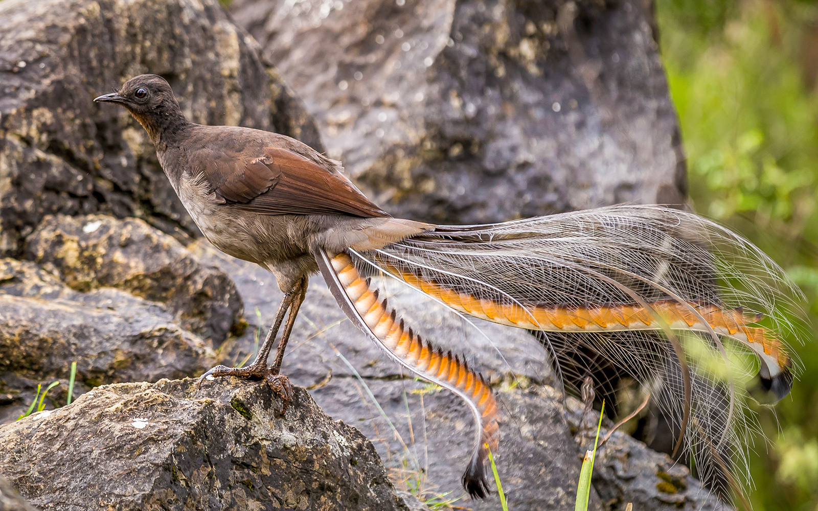 Lyrebird Dell	
