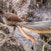 Lyrebird Dell