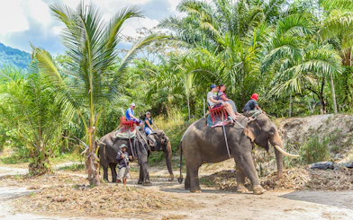 Tourists riding elephants through lush greenery in Thailand.