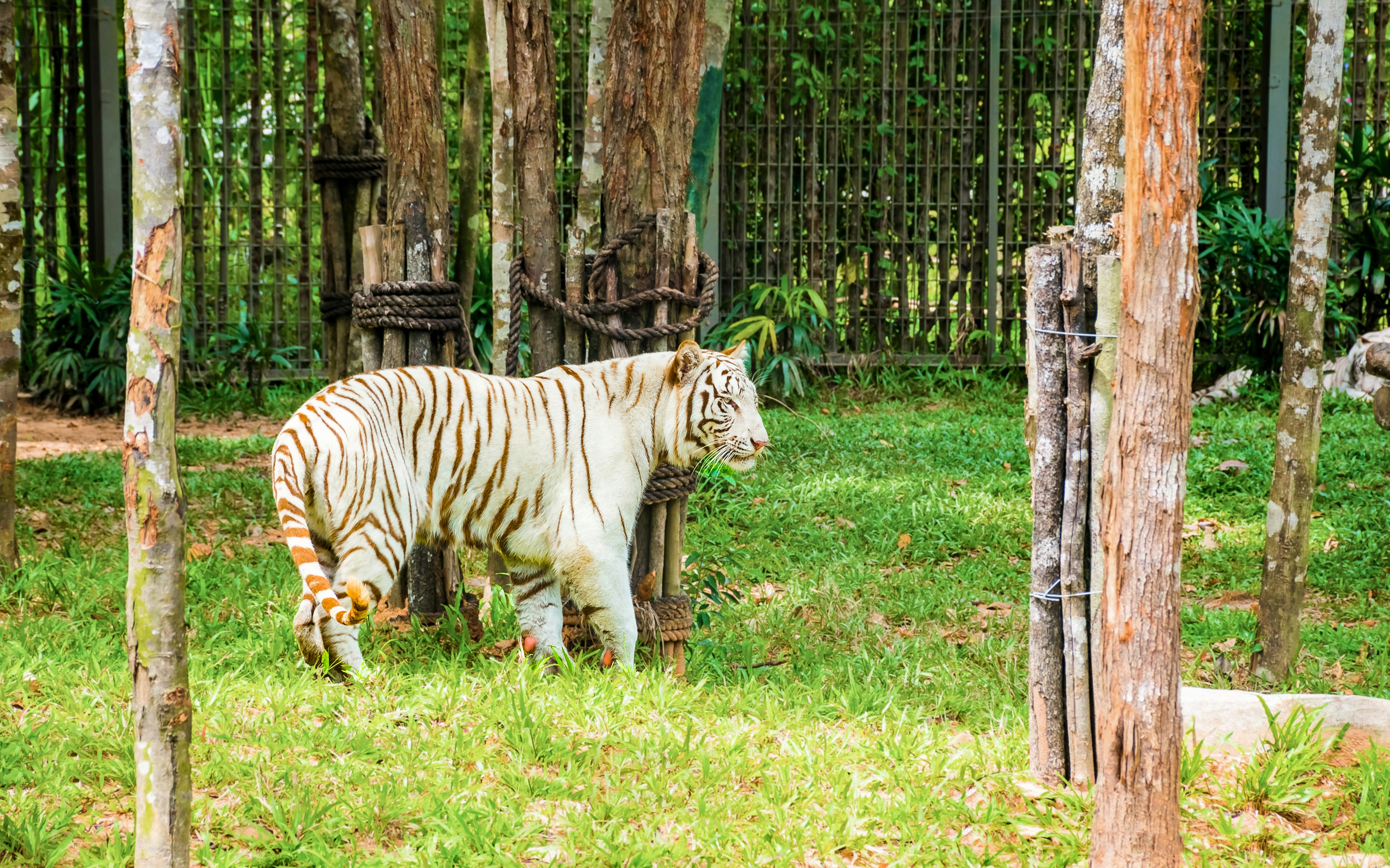 White Royal Bengal Tiger in Vinpearl Safari Phu Quoc park, Vietnam, surrounded by trees.
