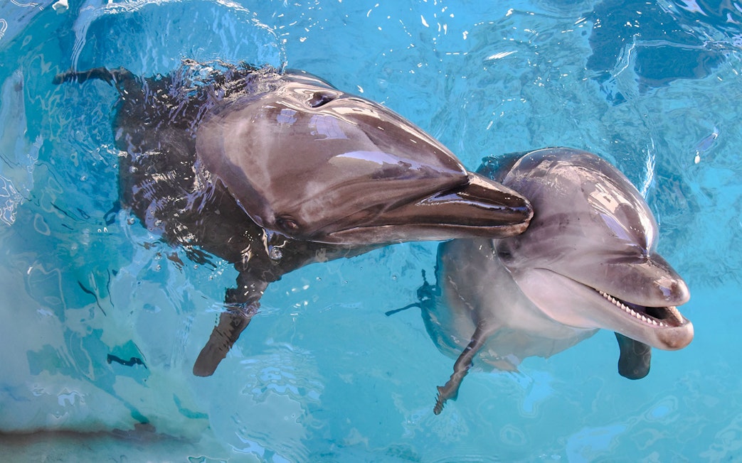 Dolphins swimming playfully at Enoshima Aquarium.