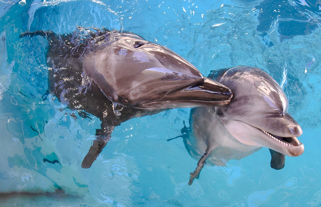 Dolphins performing at Enoshima Aquarium, Japan.