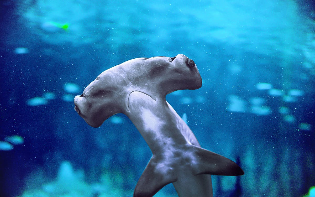 combo: national aquarium + pixoul gaming tickets-7 combo: national aquarium + pixoul gaming tickets-7