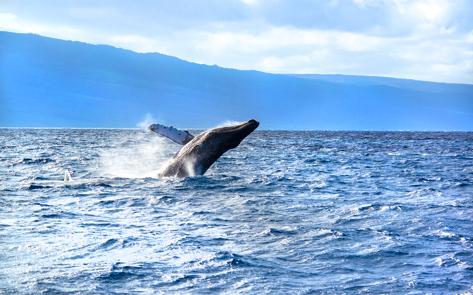 Humpback whale breaching in ocean during breeding season, Maui, Hawaii.