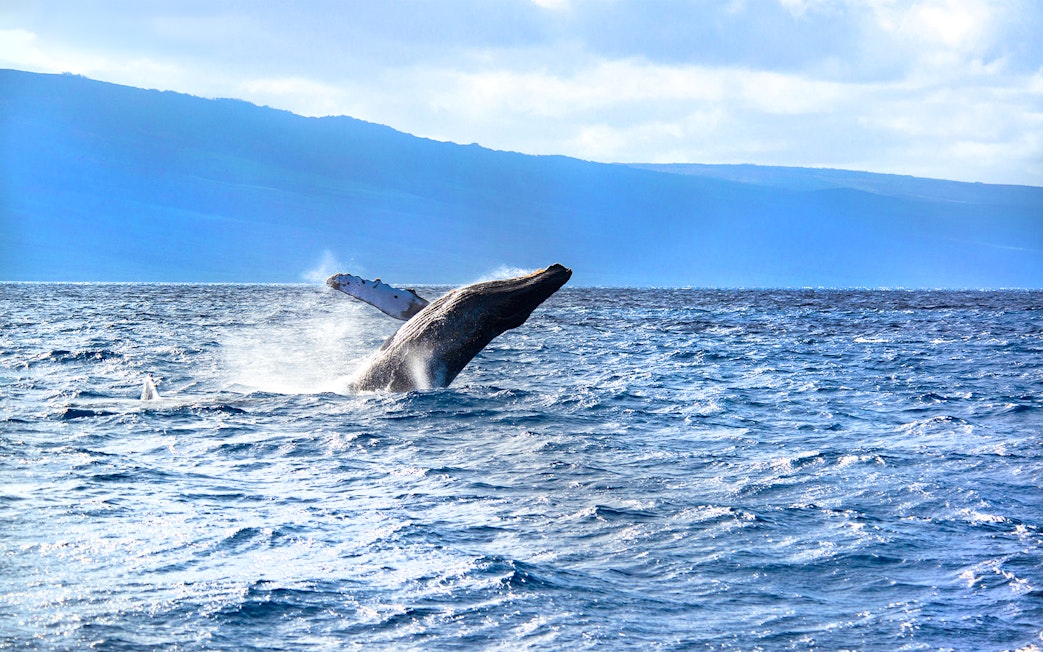 Humpback whale breaching in ocean during breeding season, Maui, Hawaii.