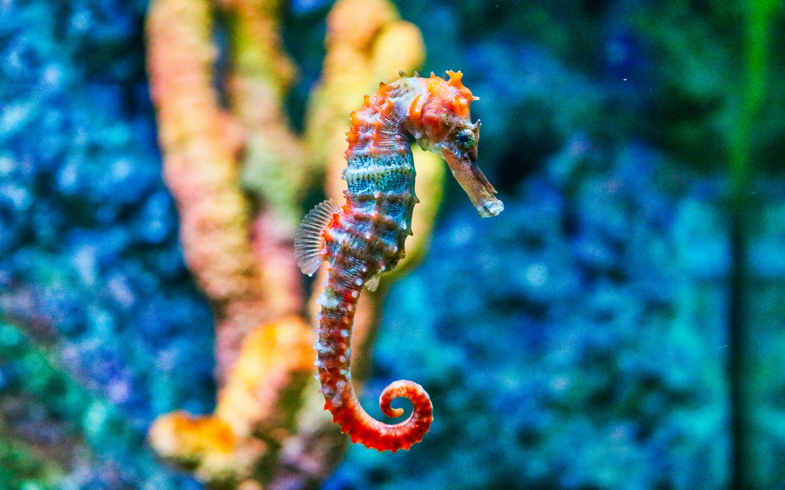 Seahorse swimming in a tank at SeaLife Bangkok Ocean World, Thailand.