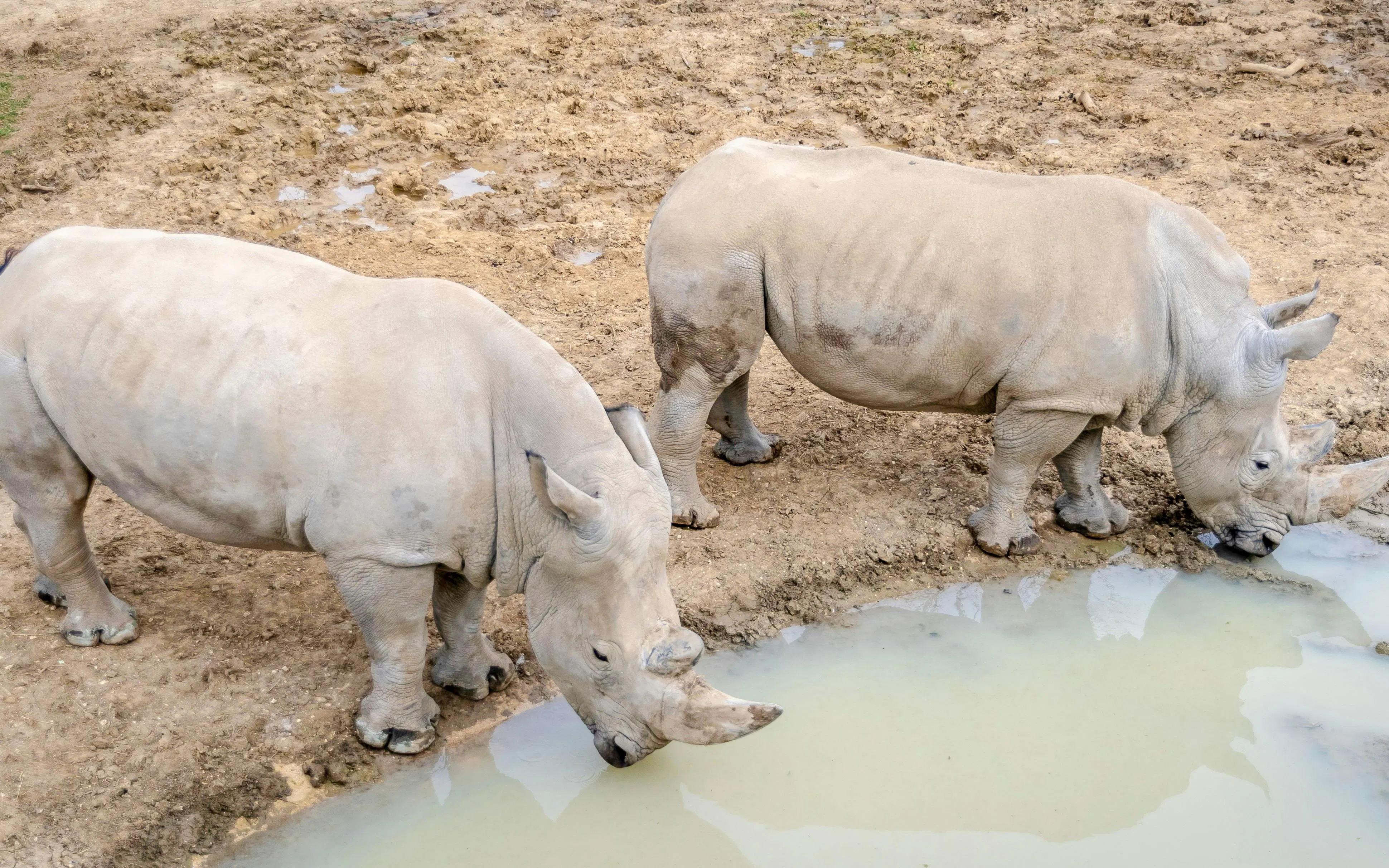 Rhinoceroses drinking water at Zoo de Vincennes, Paris.