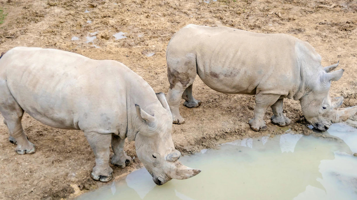 Rhinoceroses drinking water at Zoo de Vincennes, Paris.