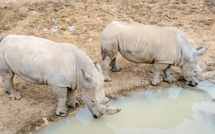 Rhinoceroses drinking water at Zoo de Vincennes, Paris.
