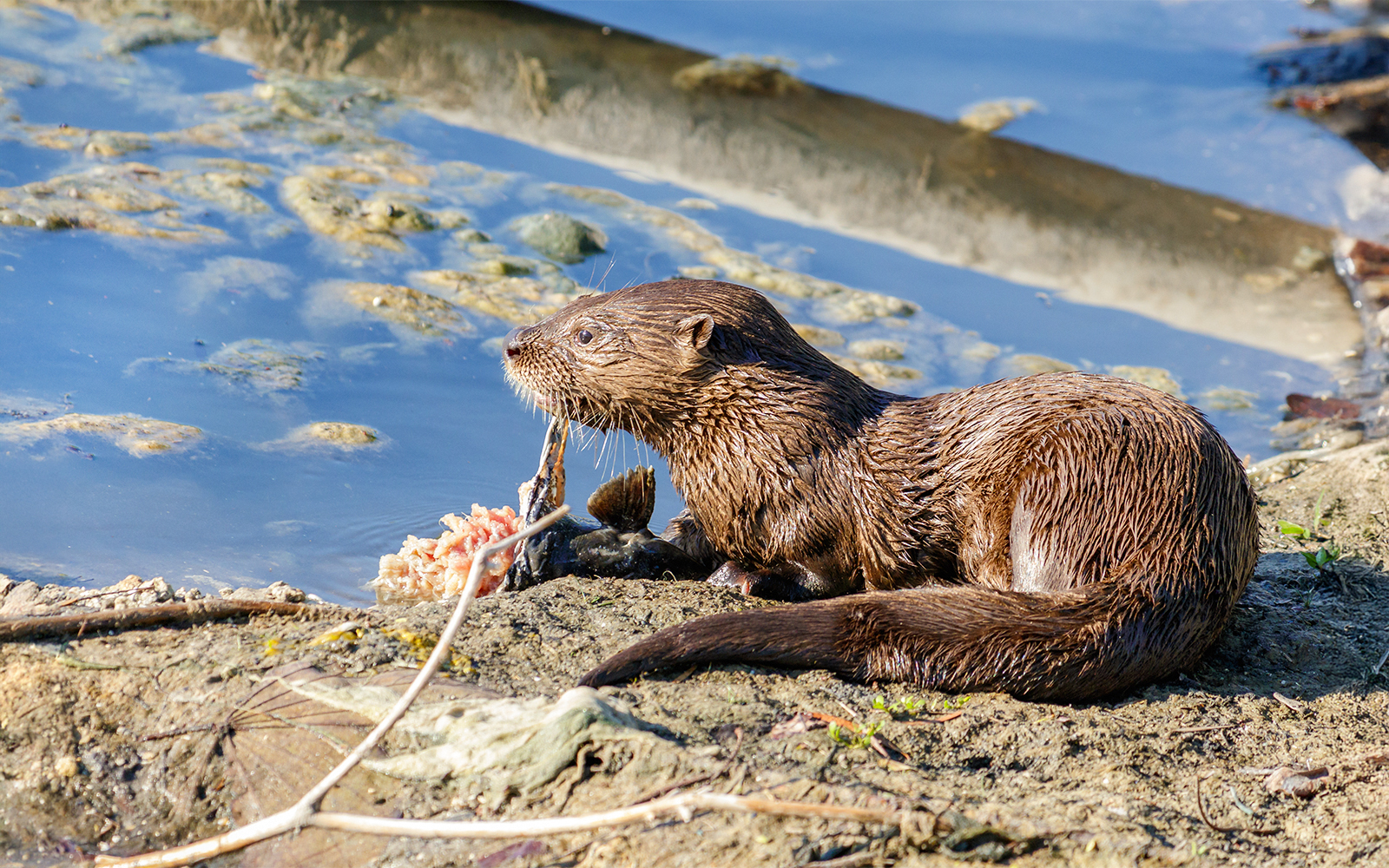 River otter resting by the water in South Florida Everglades National Lakes.