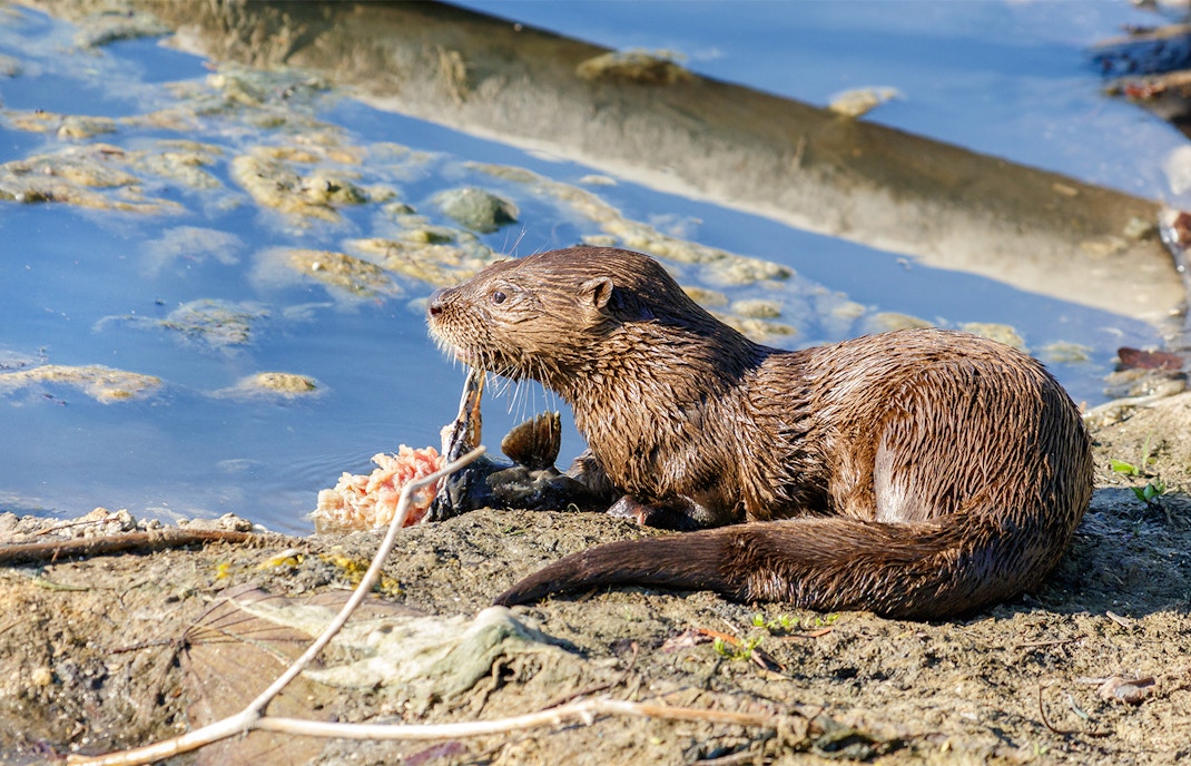 River otter resting by the water in South Florida Everglades National Lakes.
