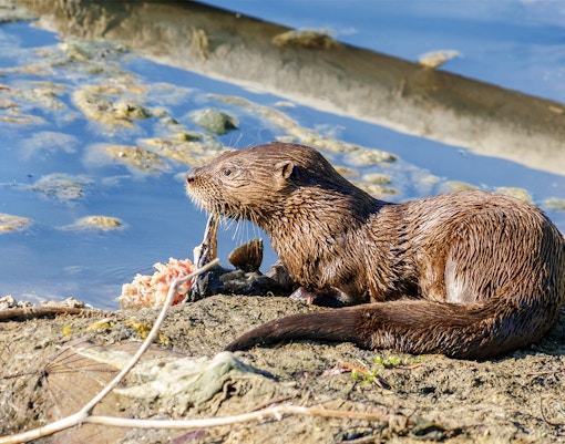 River otter resting by the water in South Florida Everglades National Lakes.