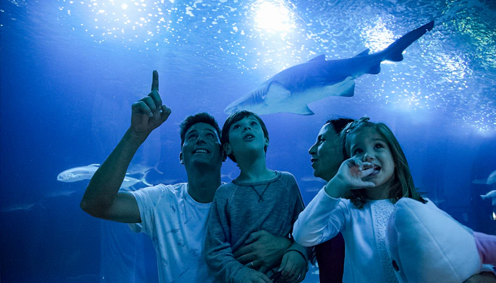 Family observing sharks at Oceanogràfic aquarium, Valencia.