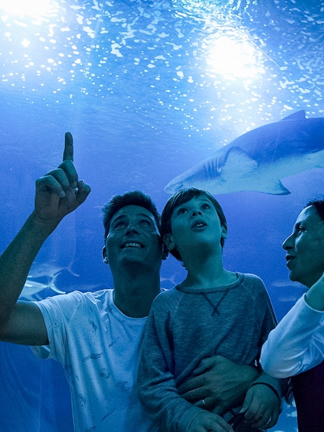 Family observing sharks at Oceanogràfic aquarium, Valencia.