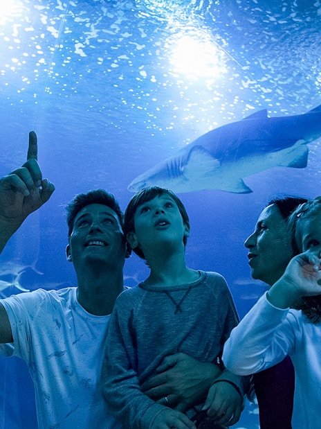 Family observing sharks at Oceanogràfic aquarium, Valencia.