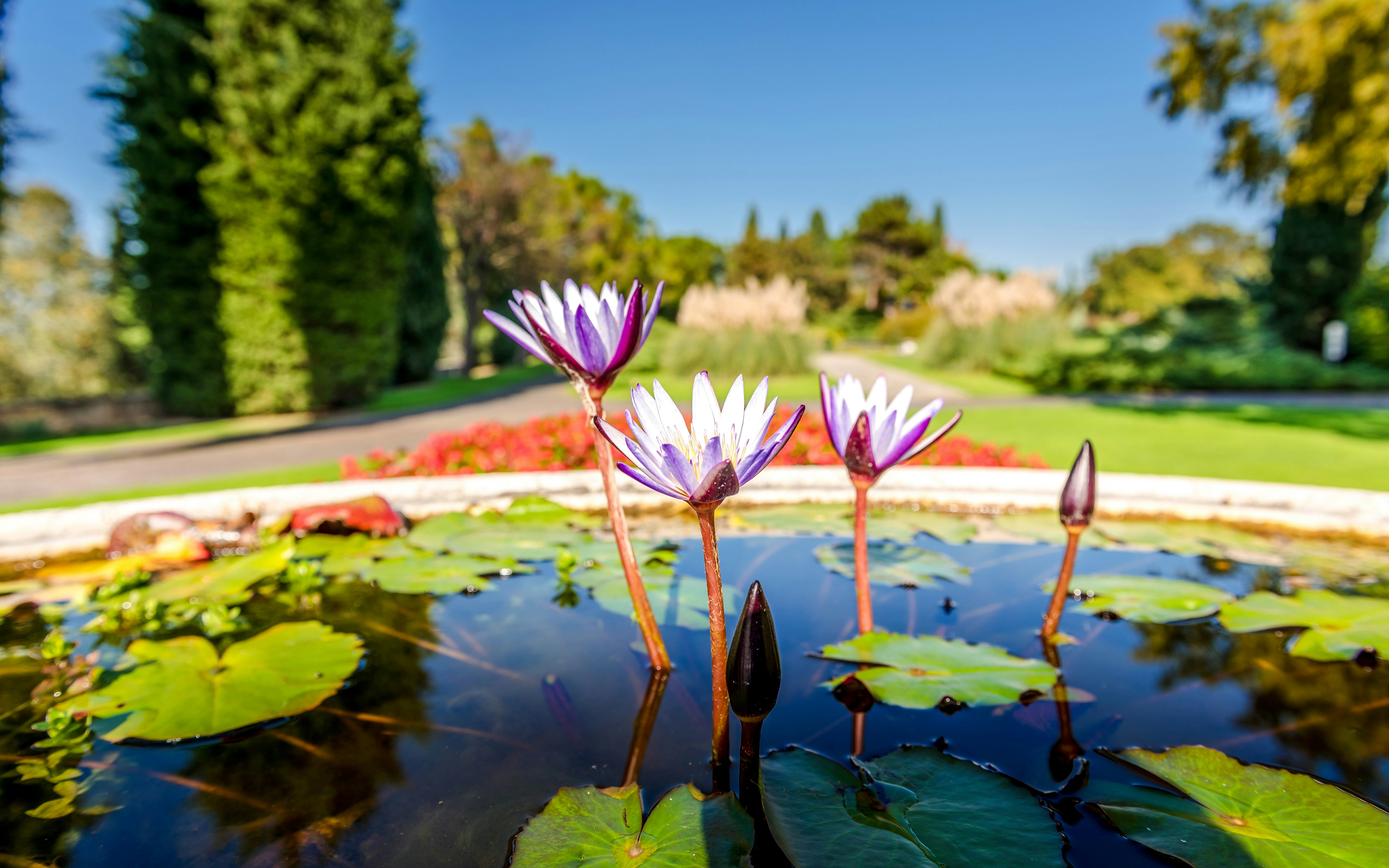 Water lilies in a pond at Sigurta Park, near Il Cimitero dei Cani, surrounded by lush greenery.