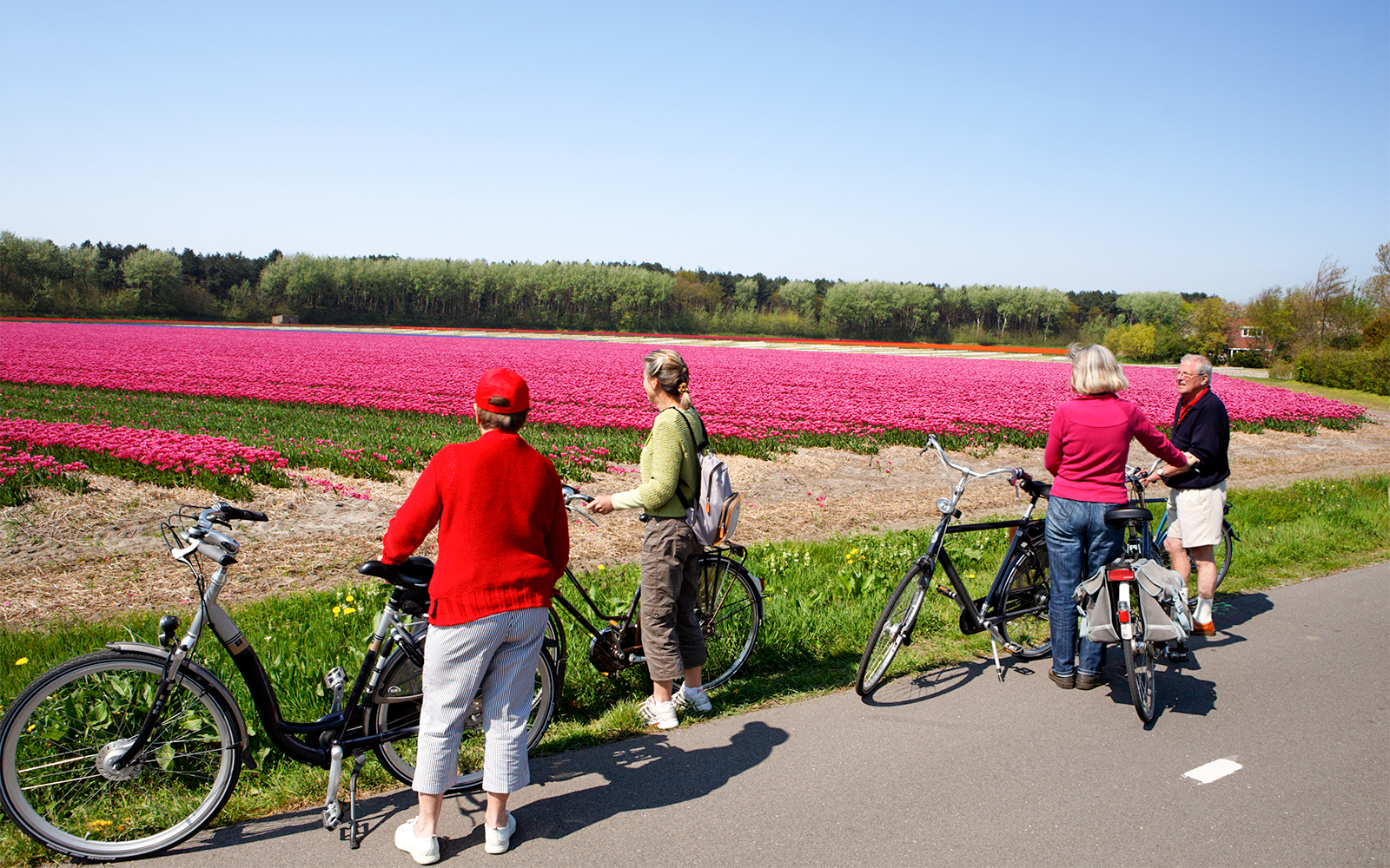 Visitors riding through vibrant tulip fields in the Netherlands.