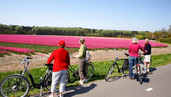 Visitors riding through vibrant tulip fields in the Netherlands.