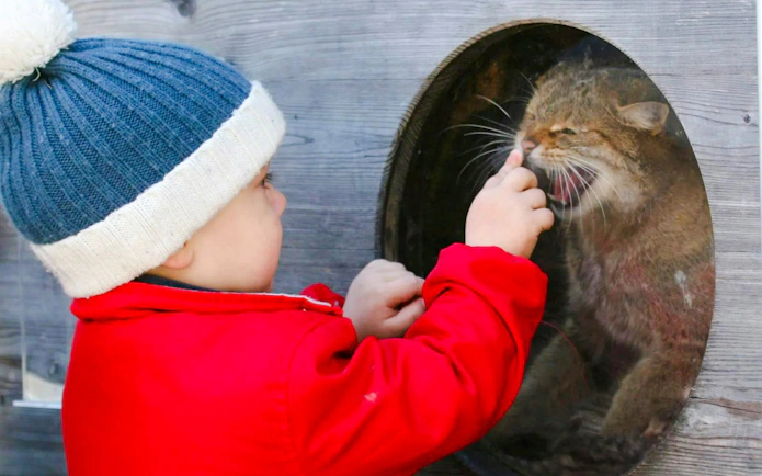 Child interacting with a wildcat through glass at Alpenzoo Innsbruck.