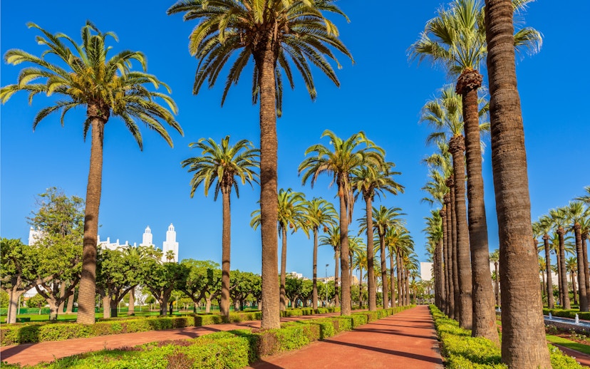 Palm-lined path in Arab League Park, Casablanca, Morocco.