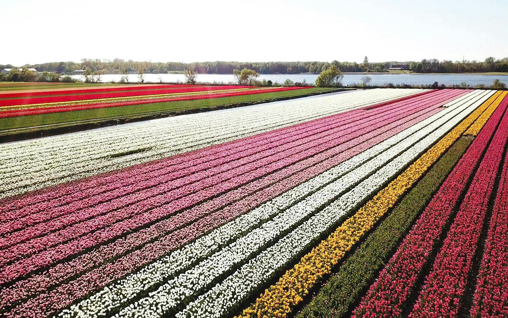 Tulip fields in Keukenhof with colorful rows near a lake.